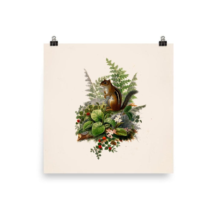 Eichhörnchen - Poster 25x25 cm artlia