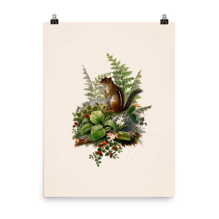 Eichhörnchen - Poster 30x41 cm artlia