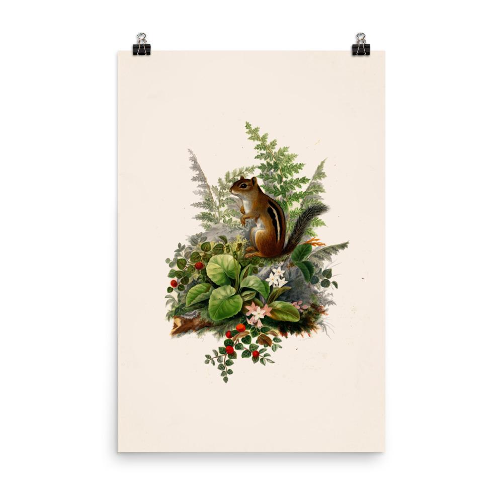 Eichhörnchen - Poster 30x45 cm artlia