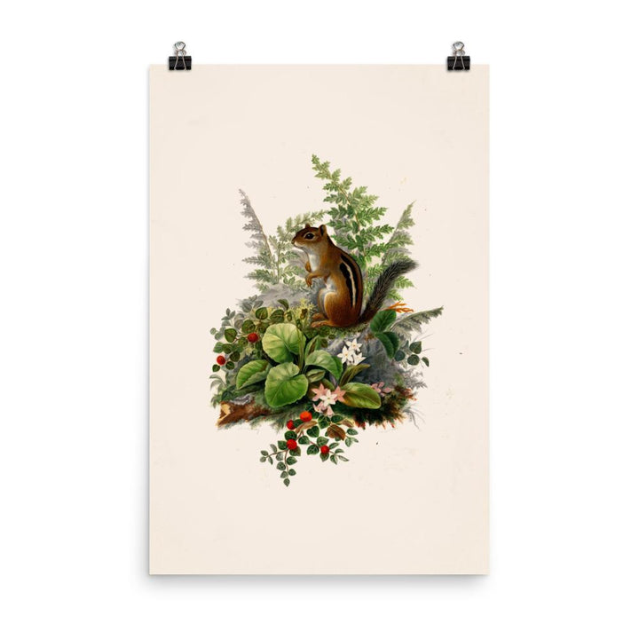 Eichhörnchen - Poster 30x45 cm artlia