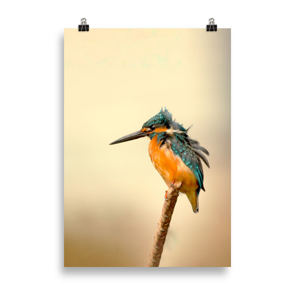 Eisvogel - Poster 21×30 cm artlia