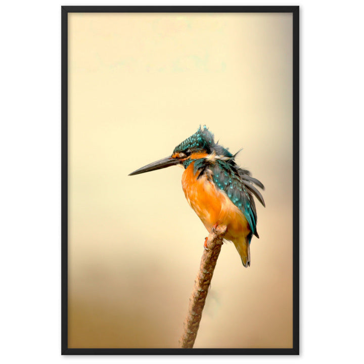 Eisvogel - Poster artlia