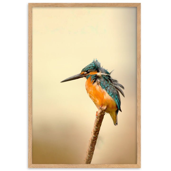 Eisvogel - Poster artlia