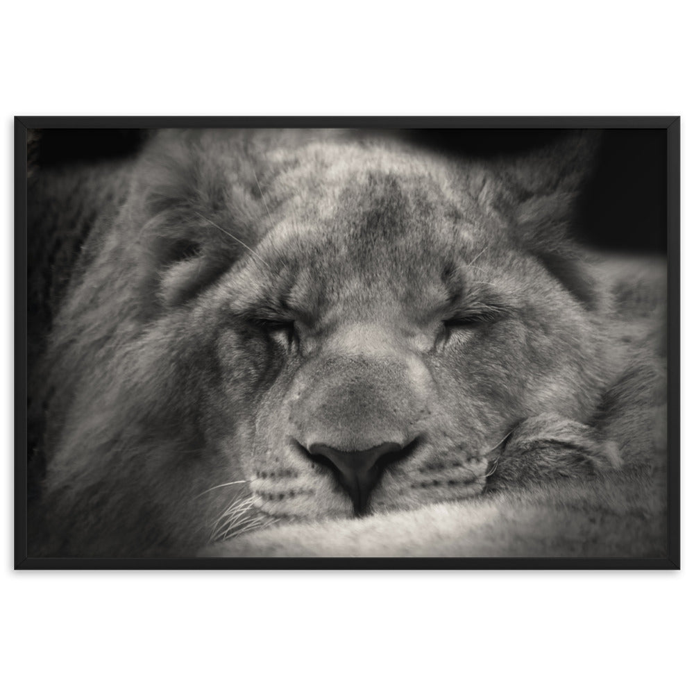 Entspannter Löwin - Poster im Rahmen Schwarz / 61×91 cm artlia