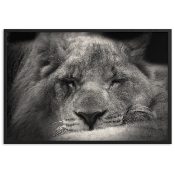 Entspannter Löwin - Poster im Rahmen Schwarz / 61×91 cm artlia