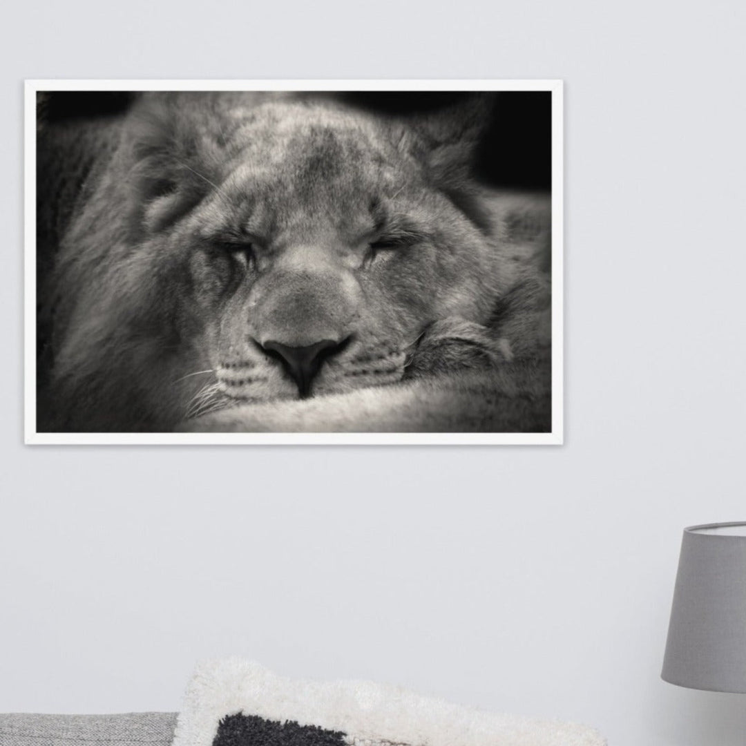 Entspannter Löwin - Poster artlia