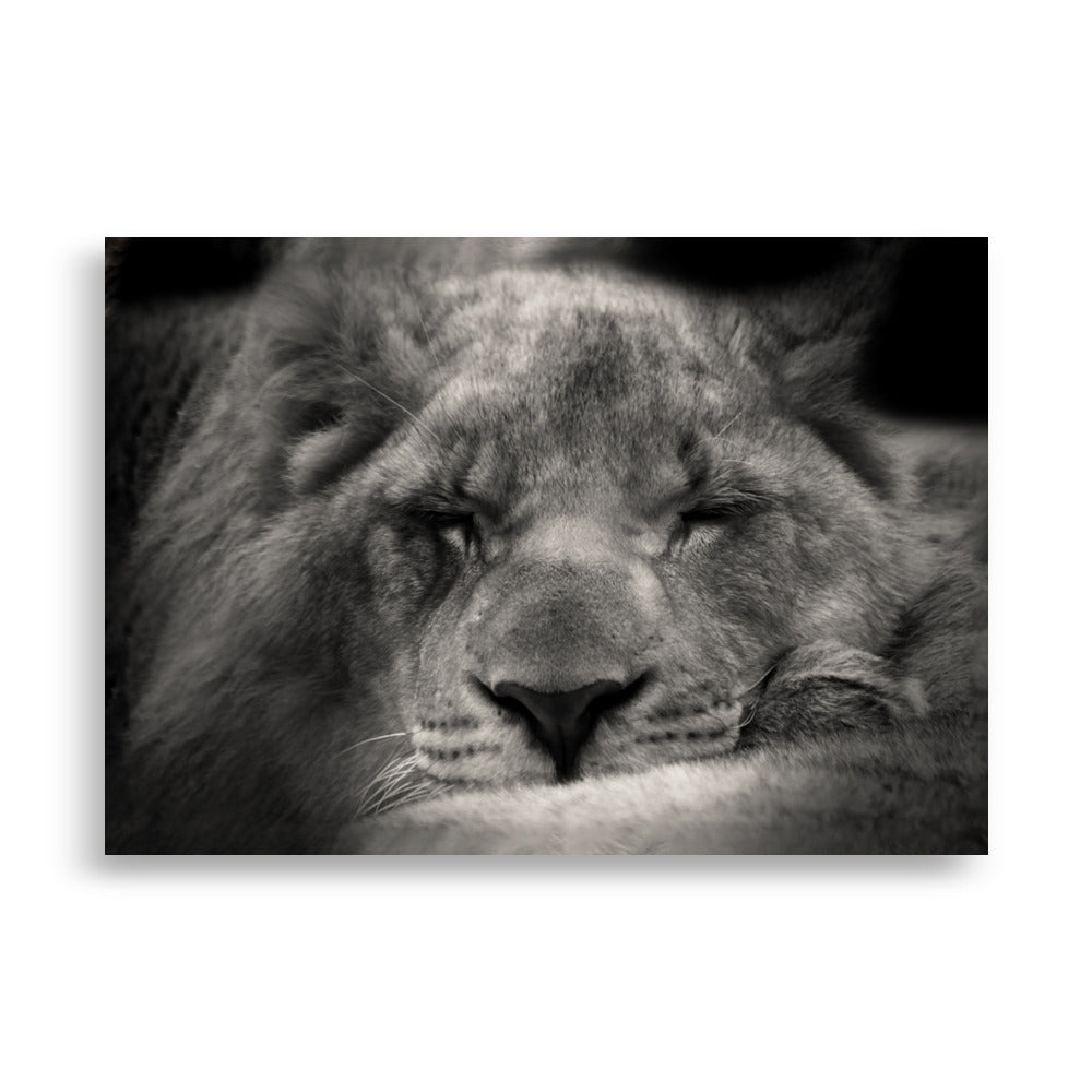 Entspannter Löwin - Poster 21×30 cm artlia
