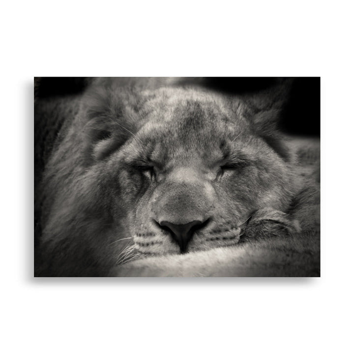 Entspannter Löwin - Poster 21×30 cm artlia