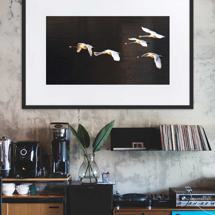 Fliegende Schwäne - Poster im Rahmen mit Passepartout artlia