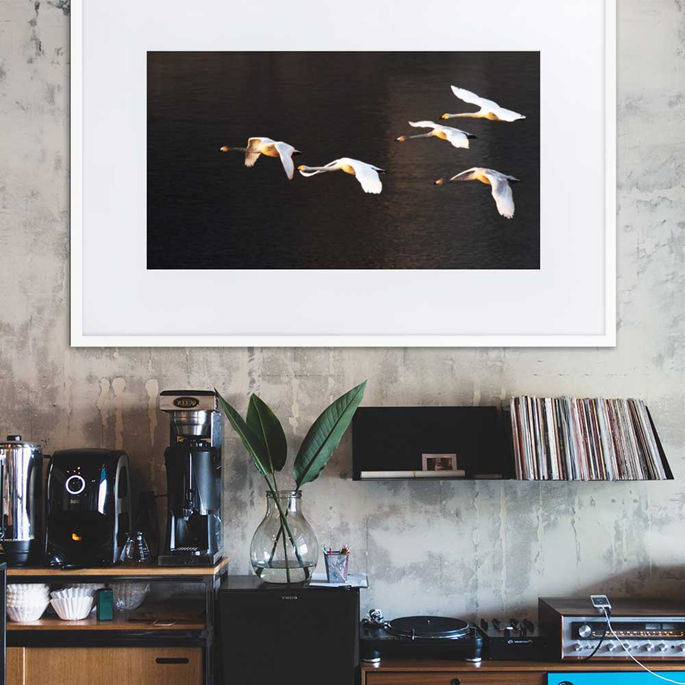 Fliegende Schwäne - Poster im Rahmen mit Passepartout artlia