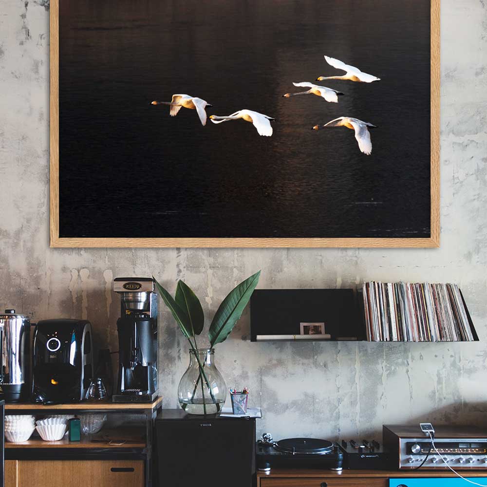 Fliegende Schwäne - Poster im Rahmen artlia