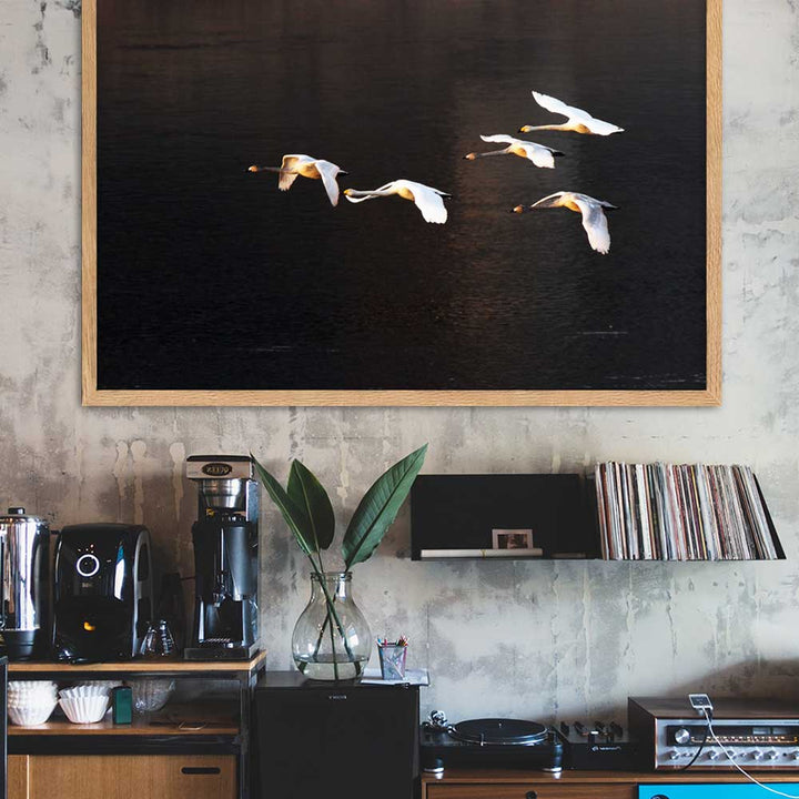 Fliegende Schwäne - Poster im Rahmen artlia