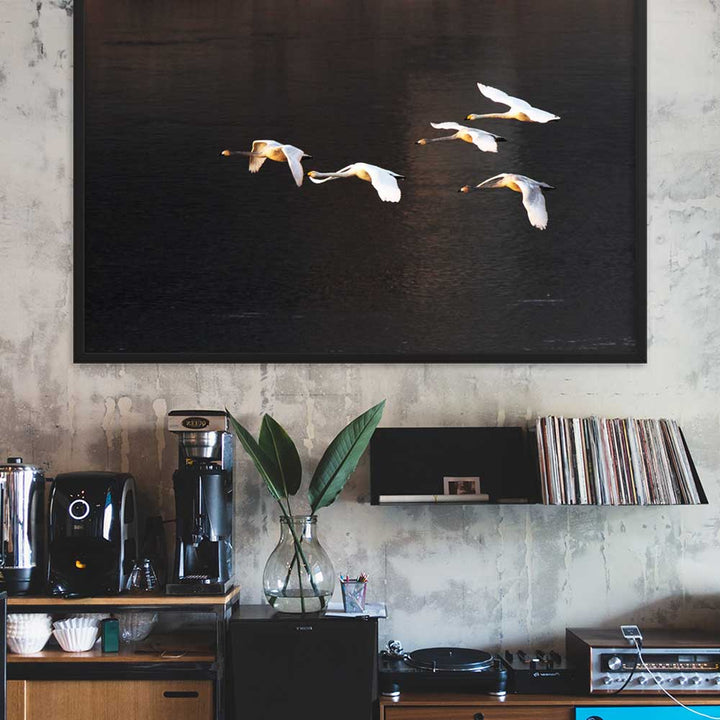 Fliegende Schwäne - Poster im Rahmen artlia