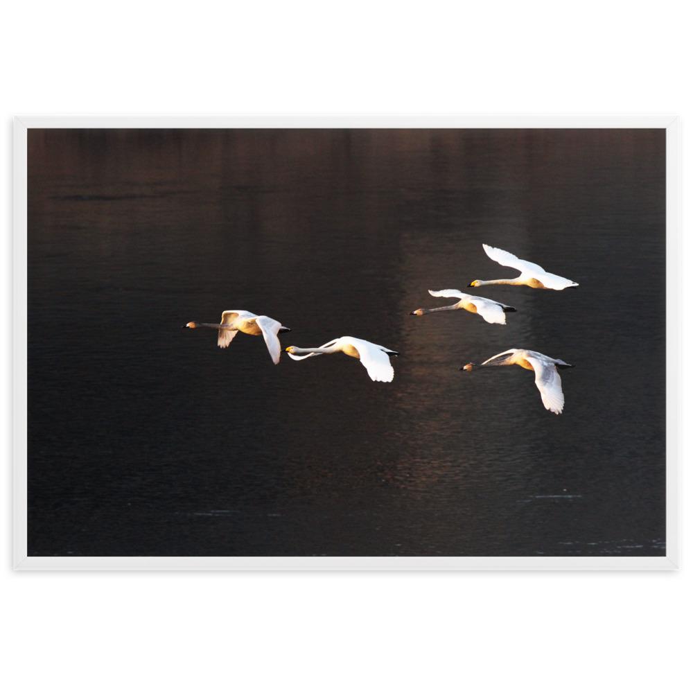 Fliegende Schwäne - Poster artlia