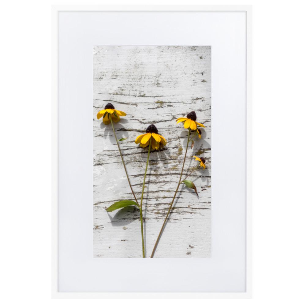 gelbe Blumen 7 - Poster im Rahmen mit Passepartout Weiß / 61×91 cm artlia