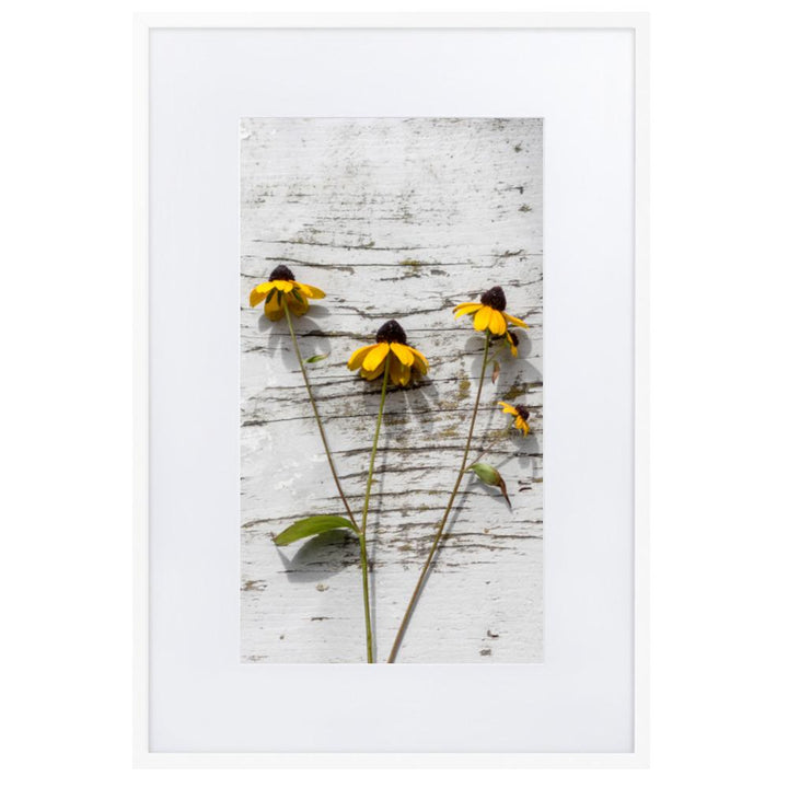 gelbe Blumen 7 - Poster im Rahmen mit Passepartout Weiß / 61×91 cm artlia