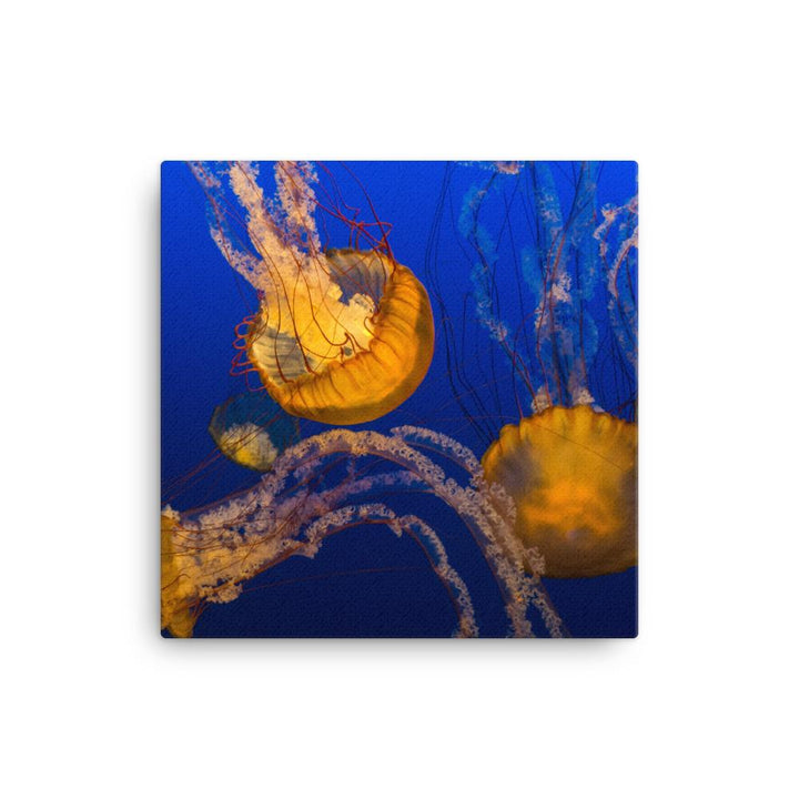 Gelbe Qualle - Leinwand 30x30 cm artlia