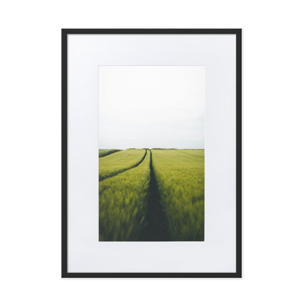 Gerstenfeld barley field - Poster im Rahmen mit Passepartout Schwarz / 50×70 cm artlia