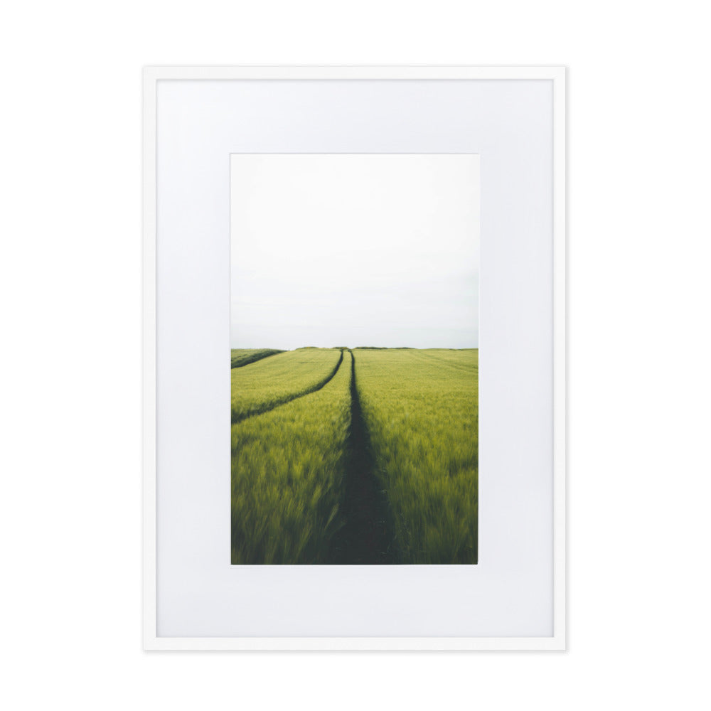 Gerstenfeld barley field - Poster im Rahmen mit Passepartout Weiß / 50×70 cm artlia