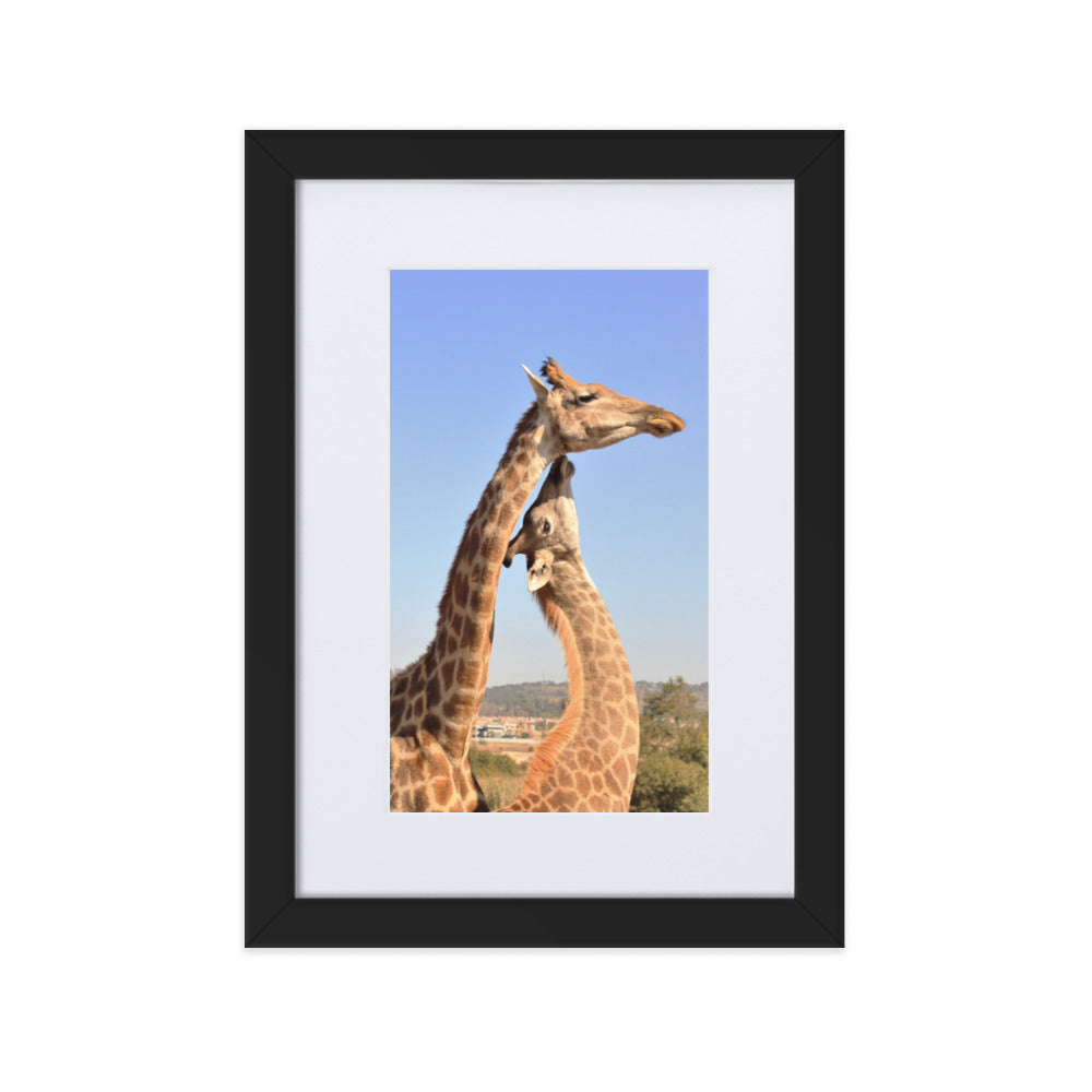 Giraffen - Poster im Rahmen mit Passepartout Schwarz / 21×30 cm artlia