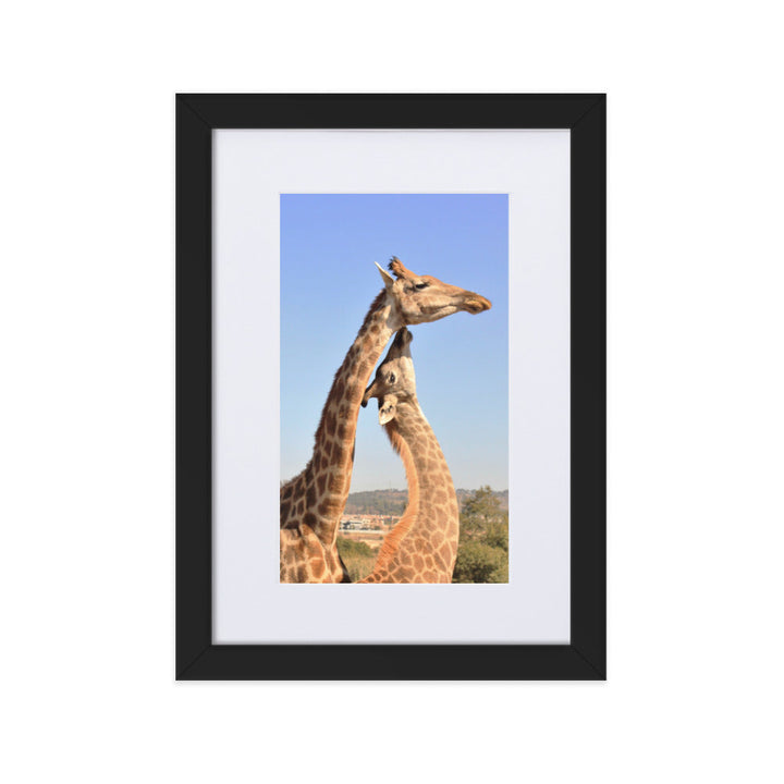 Giraffen - Poster im Rahmen mit Passepartout Schwarz / 21×30 cm artlia
