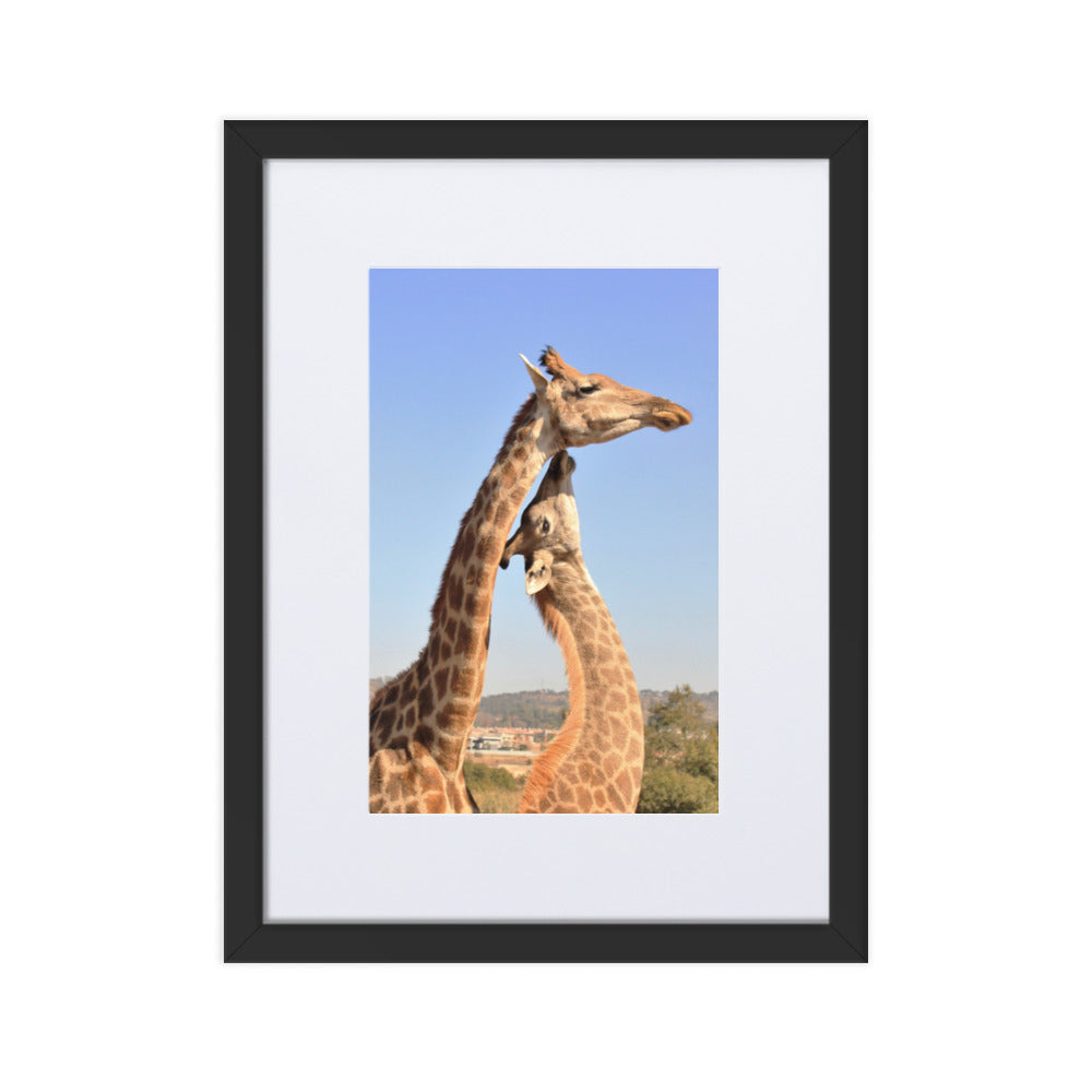 Giraffen - Poster im Rahmen mit Passepartout Schwarz / 30×40 cm artlia