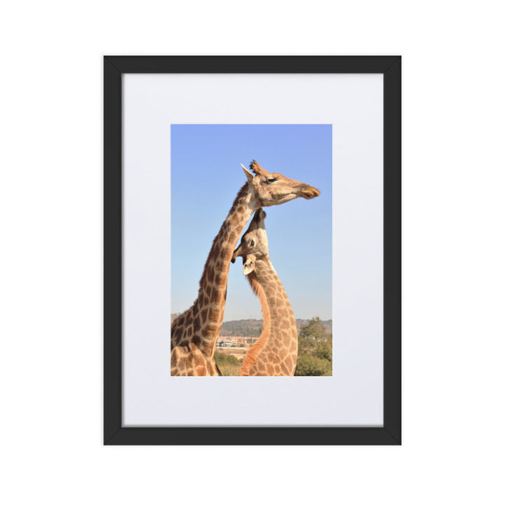 Giraffen - Poster im Rahmen mit Passepartout Schwarz / 30×40 cm artlia