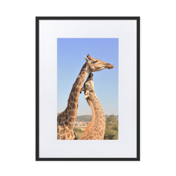 Giraffen - Poster im Rahmen mit Passepartout Schwarz / 50×70 cm artlia