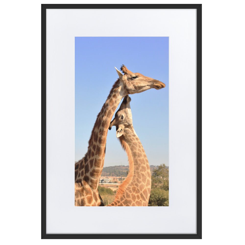Giraffen - Poster im Rahmen mit Passepartout Schwarz / 61×91 cm artlia