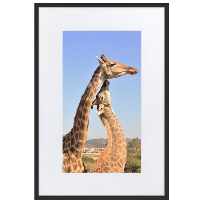 Giraffen - Poster im Rahmen mit Passepartout Schwarz / 61×91 cm artlia