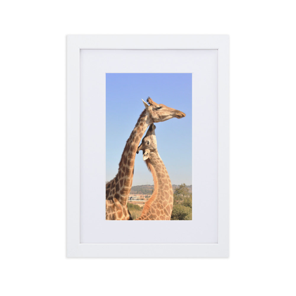 Giraffen - Poster im Rahmen mit Passepartout Weiß / 21×30 cm artlia