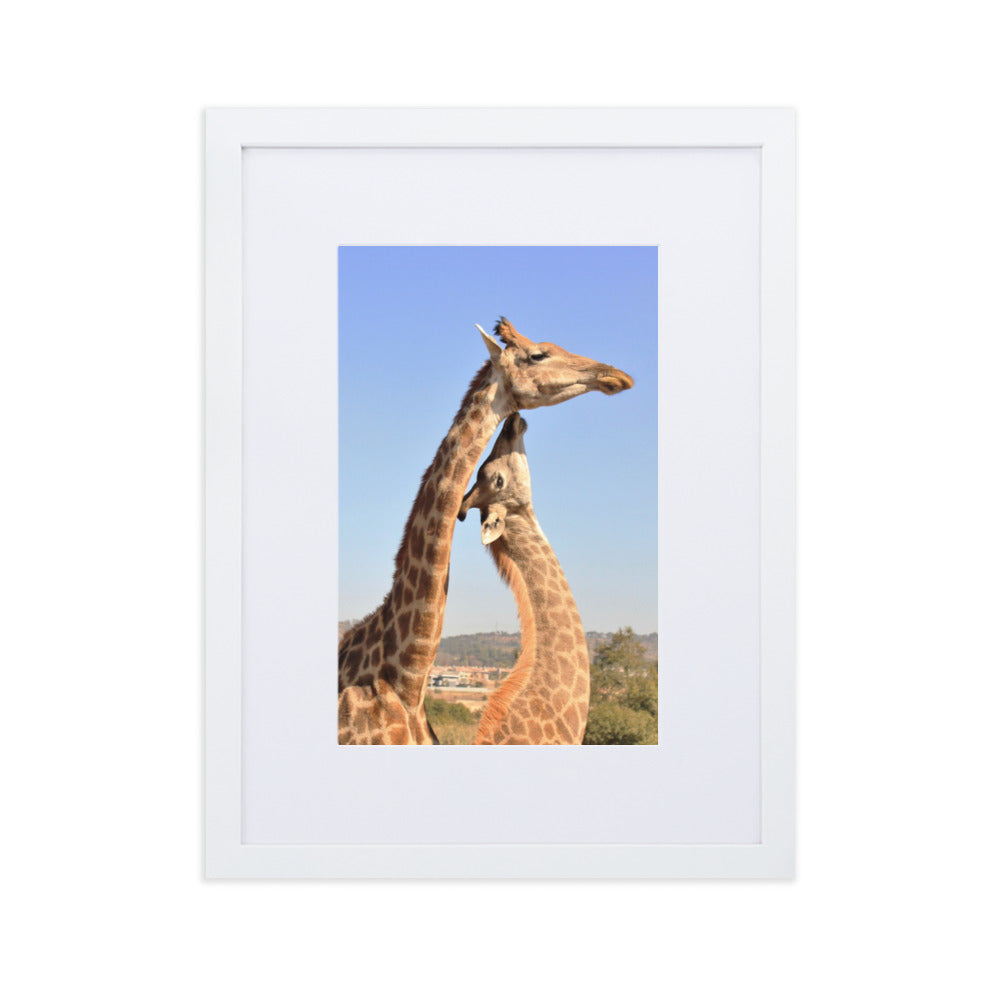 Giraffen - Poster im Rahmen mit Passepartout Weiß / 30×40 cm artlia