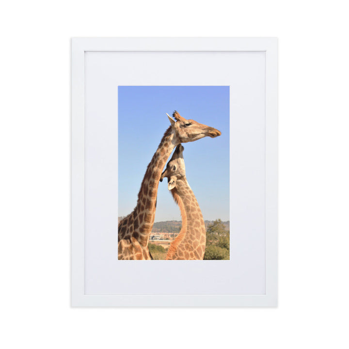 Giraffen - Poster im Rahmen mit Passepartout Weiß / 30×40 cm artlia