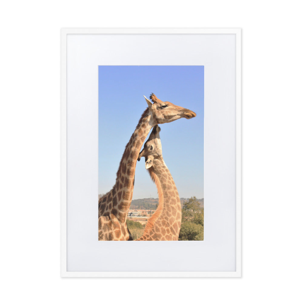 Giraffen - Poster im Rahmen mit Passepartout Weiß / 50×70 cm artlia