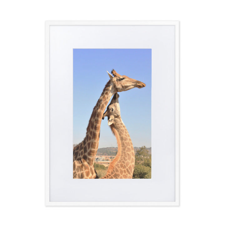 Giraffen - Poster im Rahmen mit Passepartout Weiß / 50×70 cm artlia