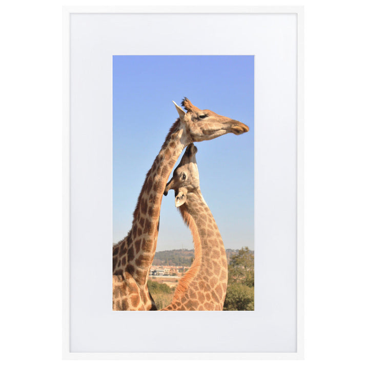 Giraffen - Poster im Rahmen mit Passepartout Weiß / 61×91 cm artlia