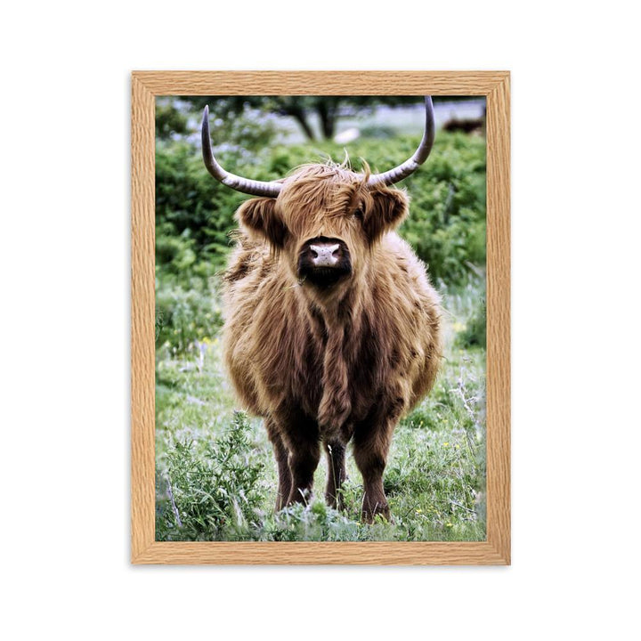 Highland cattle - Poster im Rahmen Oak / 30×40 cm artlia