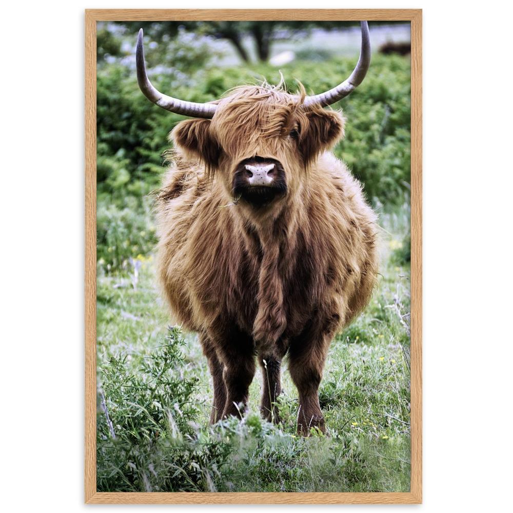Highland cattle - Poster im Rahmen Oak / 61×91 cm artlia