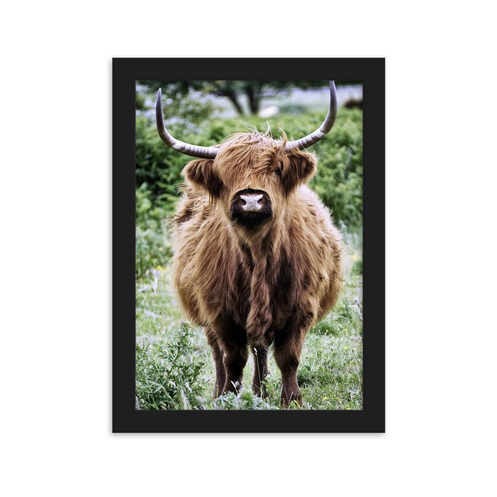 Highland cattle - Poster im Rahmen Schwarz / 21×30 cm artlia