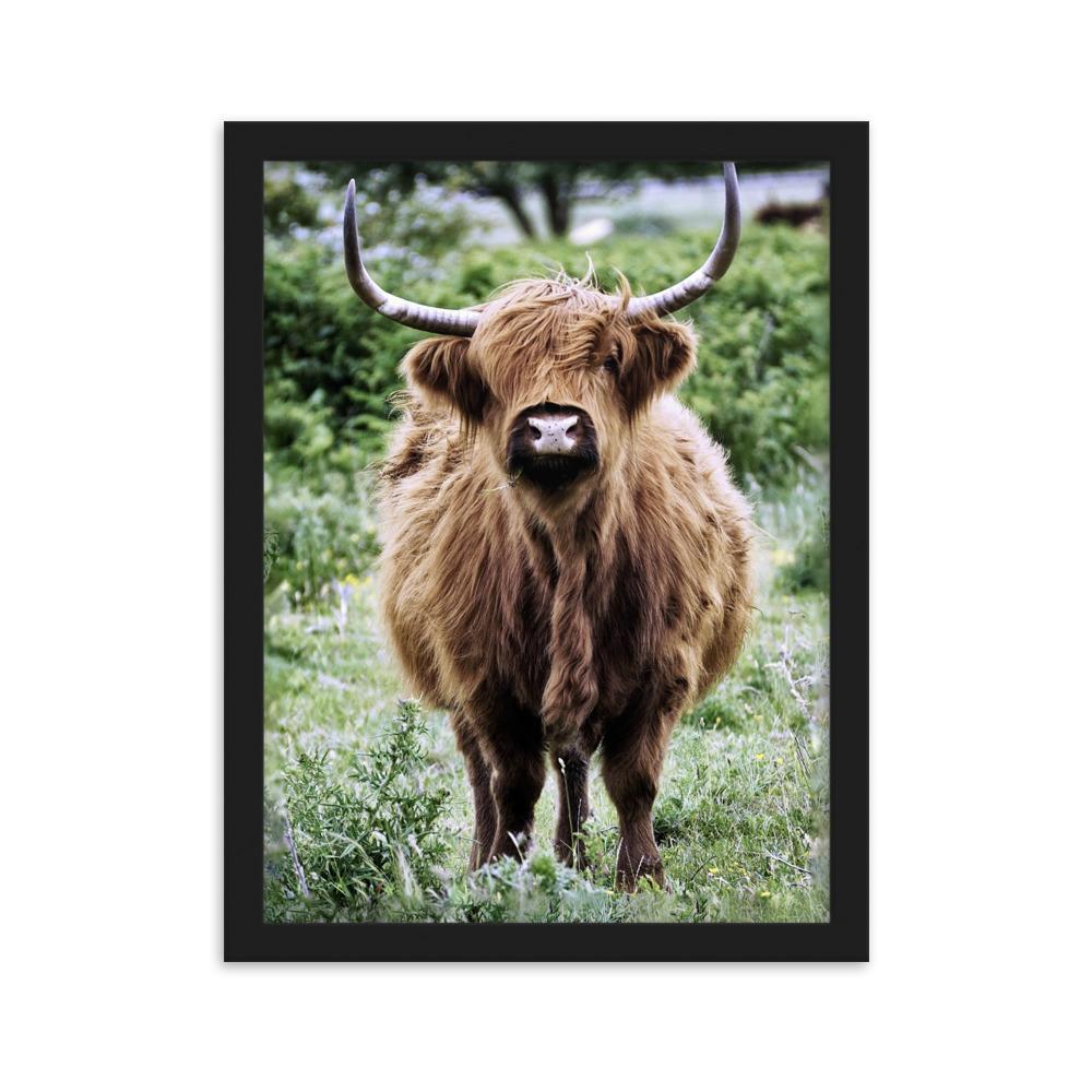 Highland cattle - Poster im Rahmen Schwarz / 30×40 cm artlia