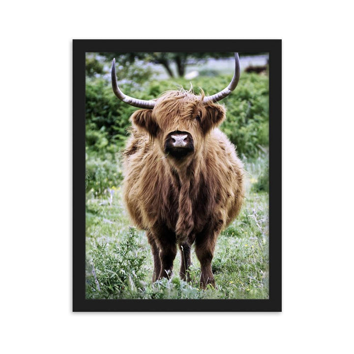 Highland cattle - Poster im Rahmen Schwarz / 30×40 cm artlia