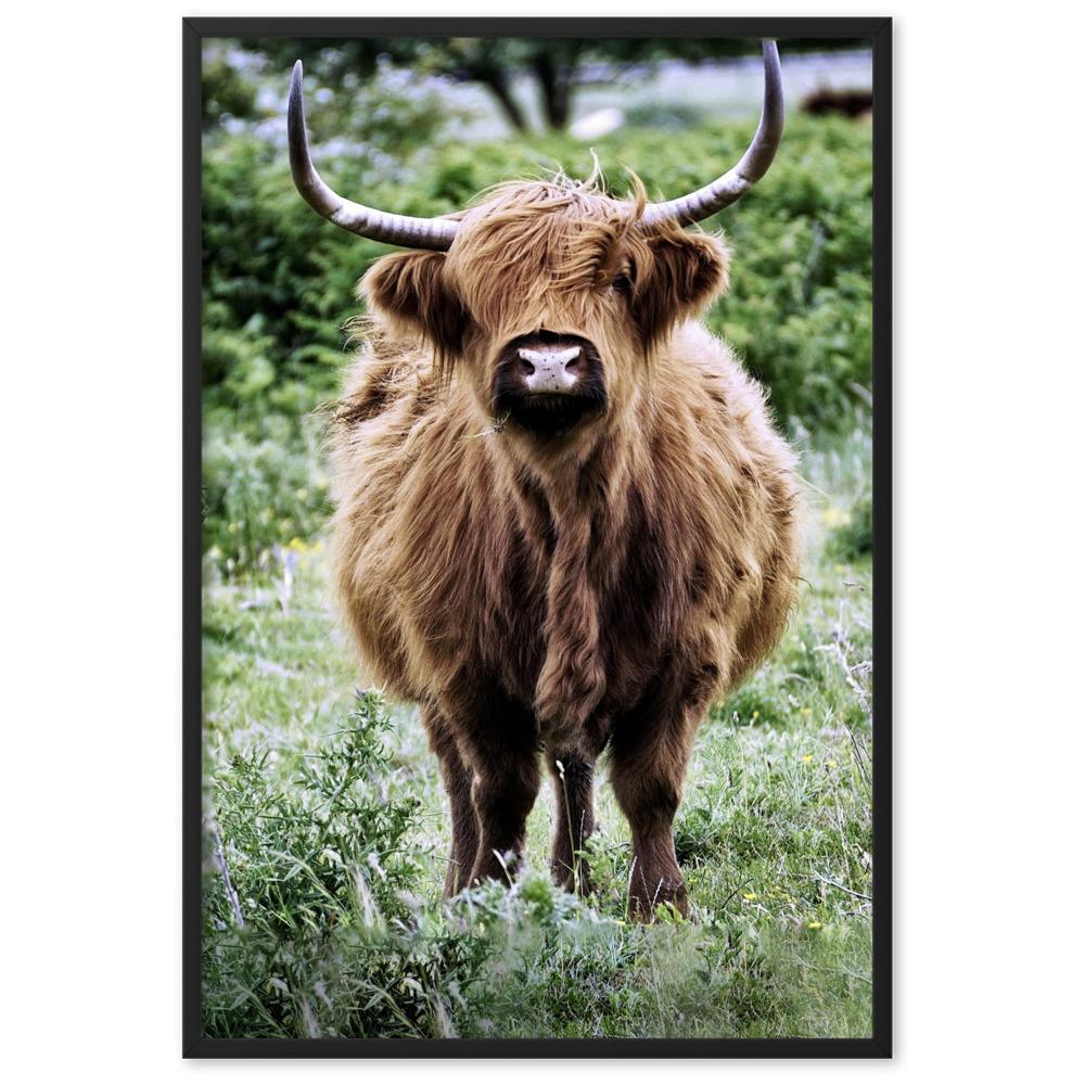 Highland cattle - Poster im Rahmen Schwarz / 61×91 cm artlia