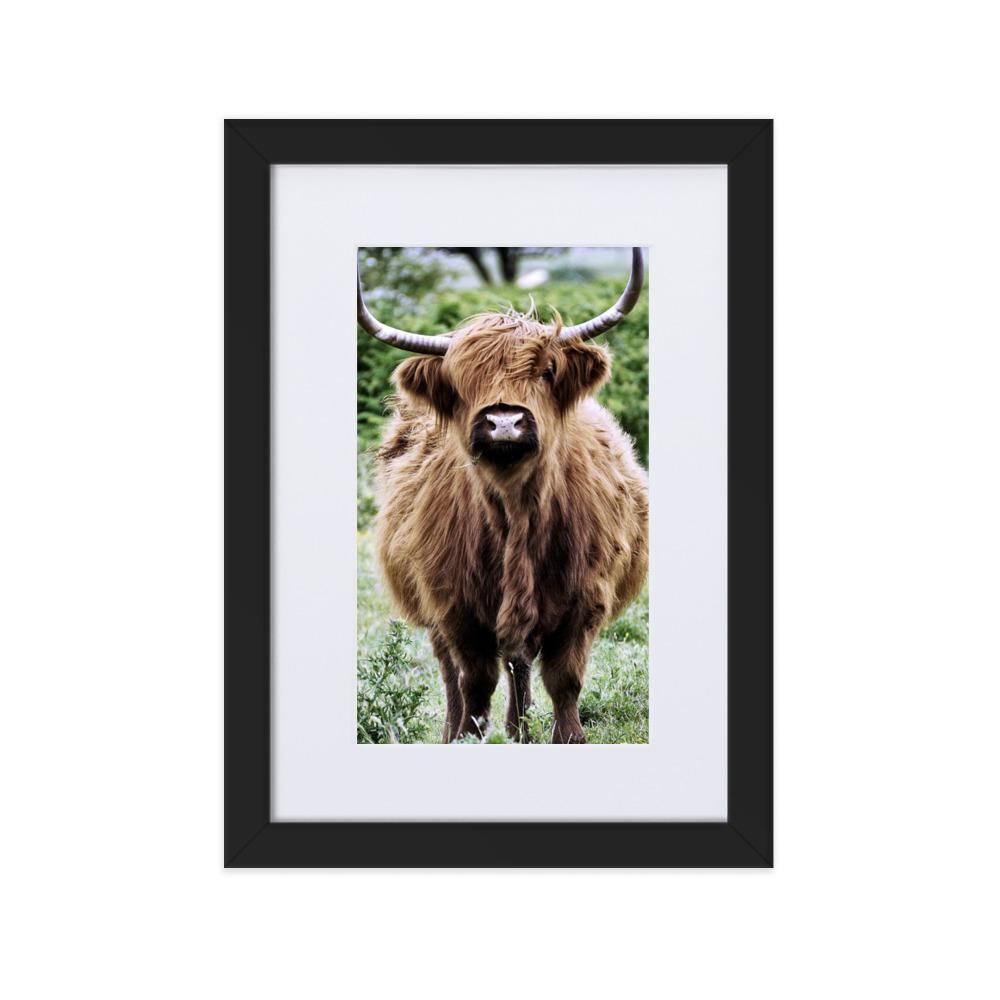 Highland cattle - Poster im Rahmen mit Passepartout Schwarz / 21×30 cm artlia