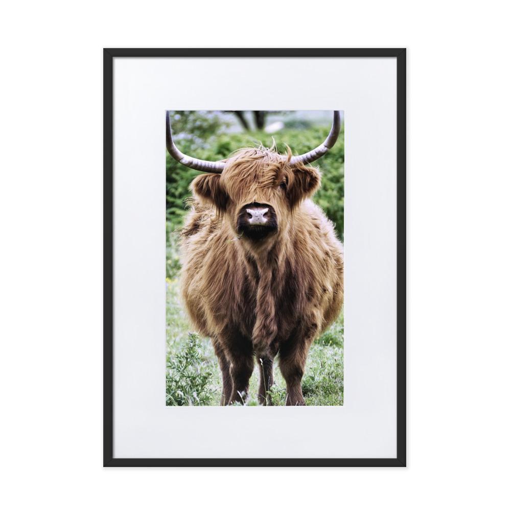 Highland cattle - Poster im Rahmen mit Passepartout Schwarz / 50×70 cm artlia