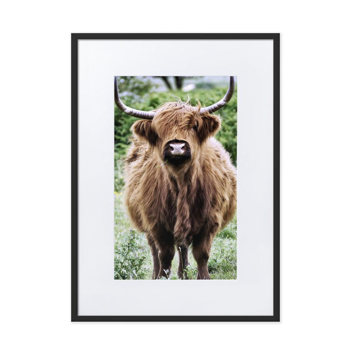 Highland cattle - Poster im Rahmen mit Passepartout Schwarz / 50×70 cm artlia