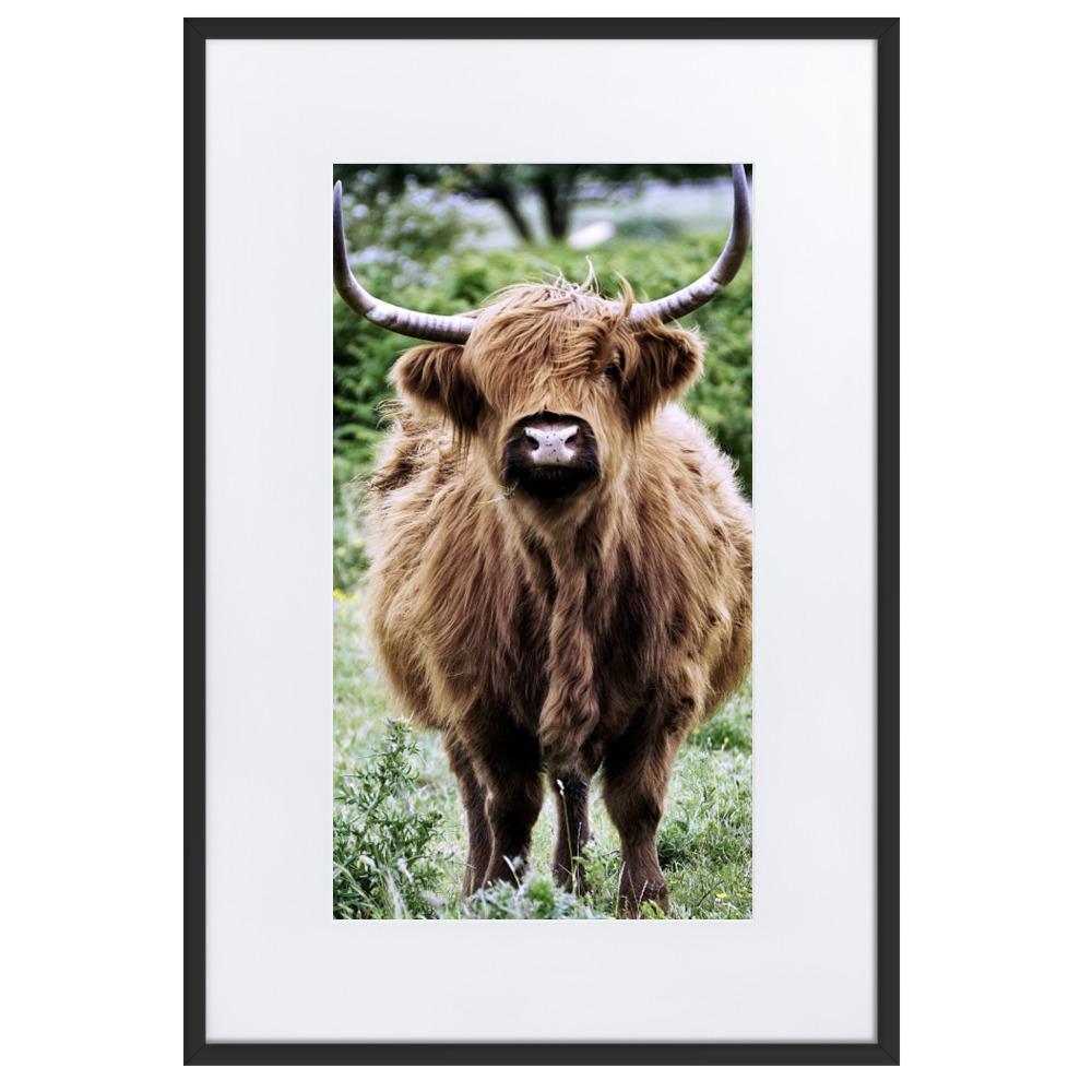 Highland cattle - Poster im Rahmen mit Passepartout Schwarz / 61×91 cm artlia