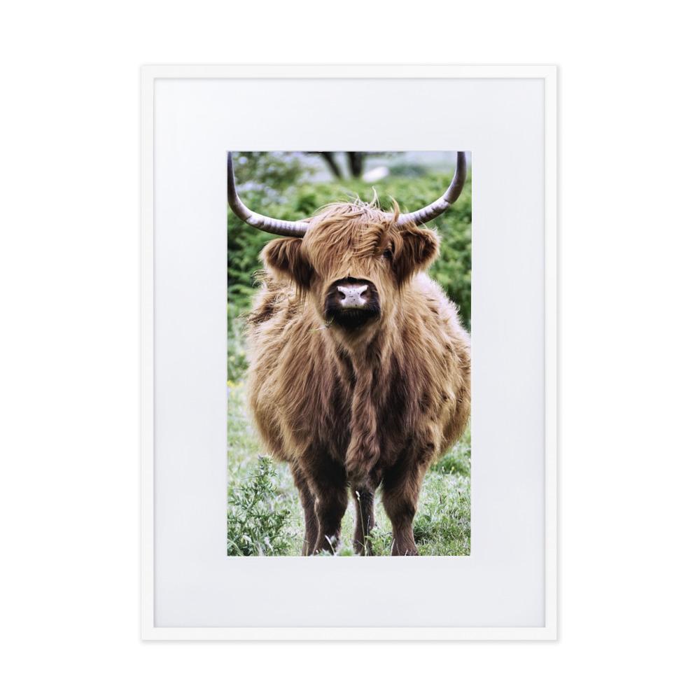 Highland cattle - Poster im Rahmen mit Passepartout Weiß / 50×70 cm artlia