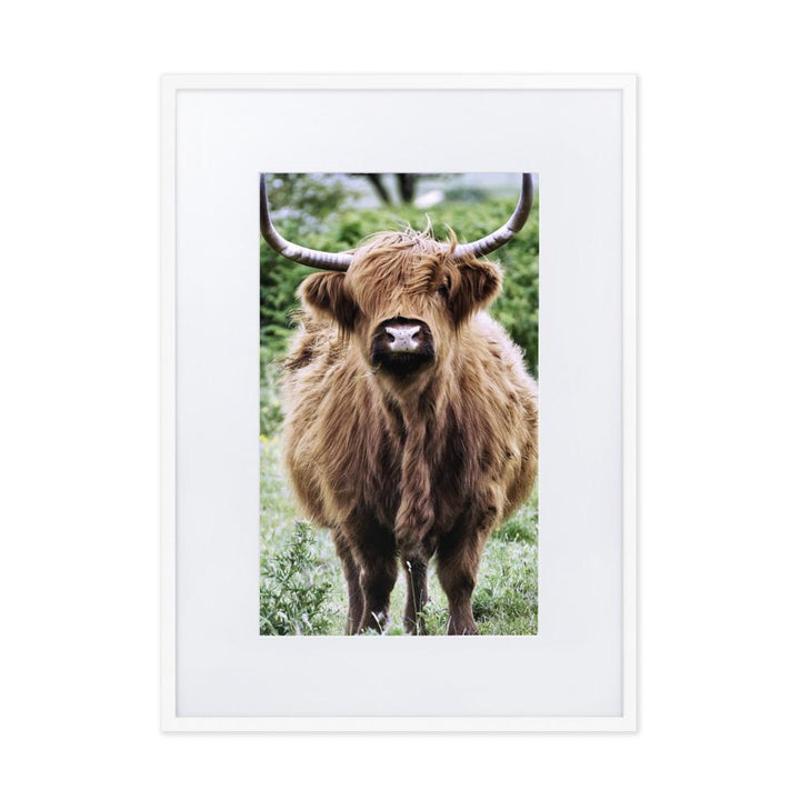 Highland cattle - Poster im Rahmen mit Passepartout Weiß / 50×70 cm artlia