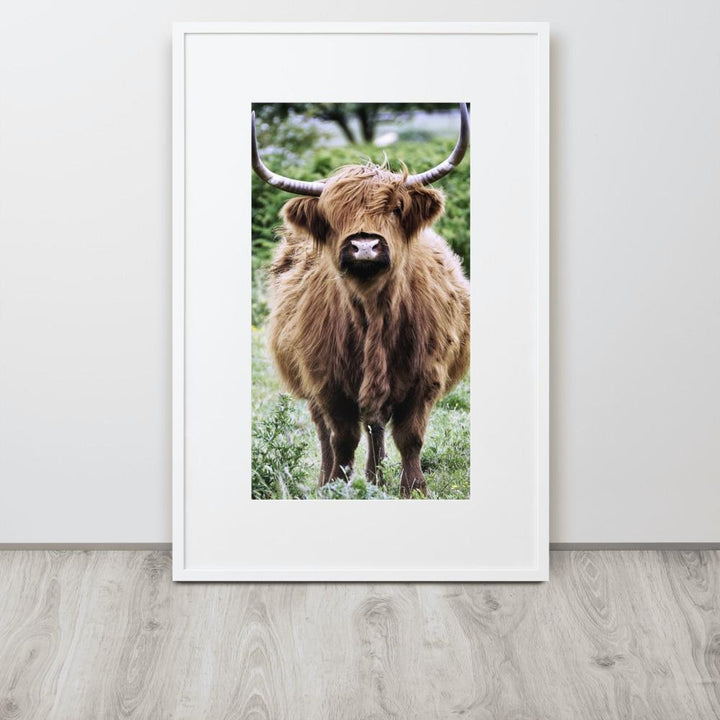 Highland cattle - Poster im Rahmen mit Passepartout artlia