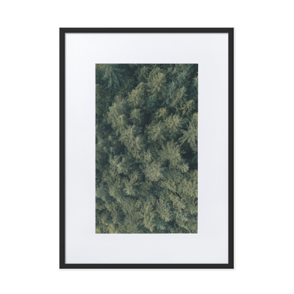 Kiefernwald Pine Forest - Poster im Rahmen mit Passepartout Schwarz / 50×70 cm artlia